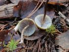 Hypholoma marginatum