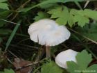 Inocybe geophylla