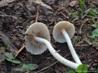 Inocybe geophylla