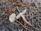 Inocybe lacera