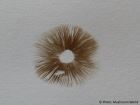 Inocybe lacera