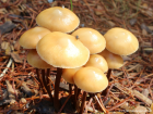 Kuehneromyces lignicola