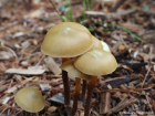 Kuehneromyces lignicola