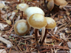 Kuehneromyces lignicola