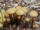 Kuehneromyces lignicola