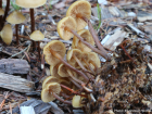 Kuehneromyces lignicola