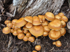 Kuehneromyces mutabilis