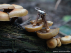 Kuehneromyces mutabilis