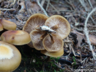 Kuehneromyces mutabilis