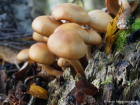 Kuehneromyces mutabilis