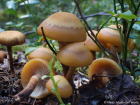 Kuehneromyces mutabilis