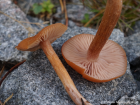 Laccaria laccata