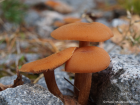 Laccaria laccata