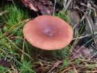 Lactarius camphoratus