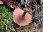 Lactarius camphoratus