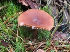 Lactarius camphoratus