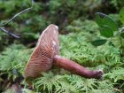 Lactarius camphoratus