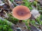 Lactarius camphoratus