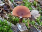 Lactarius camphoratus