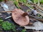 Lactarius camphoratus