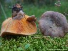 Lactarius deliciosus