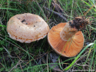 Lactarius deliciosus