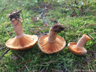 Lactarius deliciosus