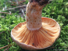 Lactarius deliciosus