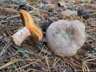 Lactarius deliciosus