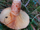 Lactarius deliciosus
