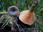 Lactarius deterrimus