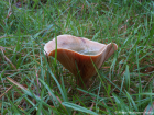 Lactarius deterrimus