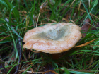 Lactarius deterrimus