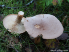 Lactarius helvus