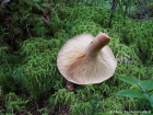 Lactarius helvus