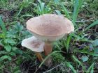 Lactarius helvus