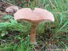 Lactarius helvus