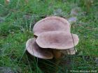 Lactarius helvus