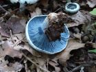 Lactarius indigo