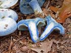 Lactarius indigo