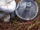 Lactarius indigo