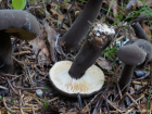 Lactarius lignyotus