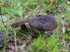 Lactarius lignyotus