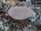 Lactarius mammosus