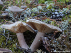 Lactarius mammosus