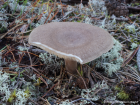 Lactarius mammosus