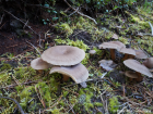 Lactarius mammosus