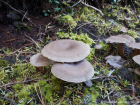 Lactarius mammosus