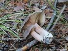 Lactarius mammosus