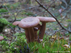 Lactarius rufus